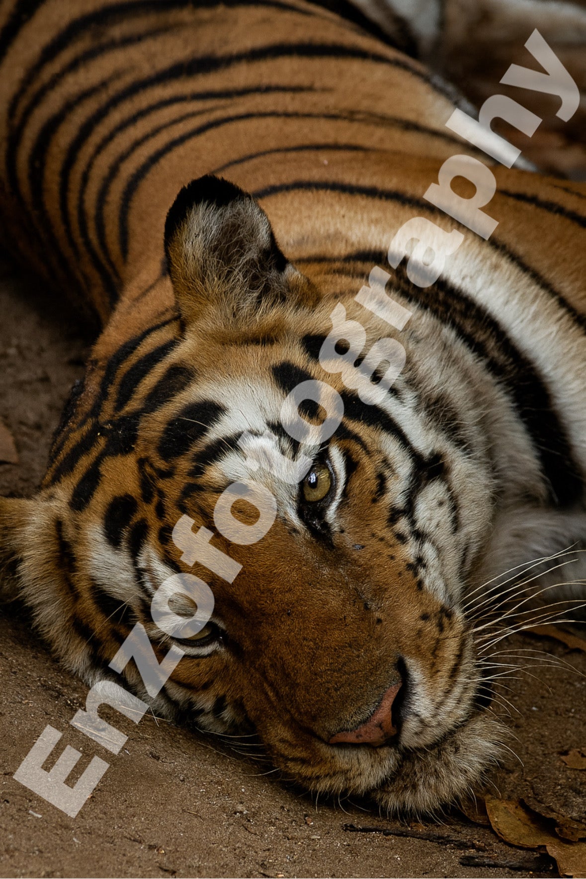 Eyes of the Wild