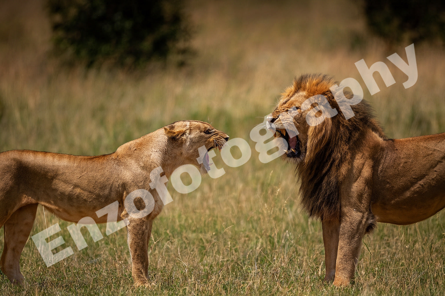Lions in love